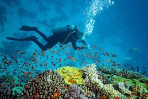 Diving and Snorkeling