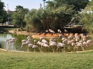 Riyadh Zoo